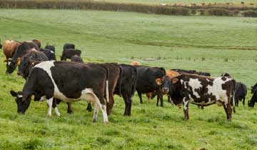 qconz-industrys-dairy