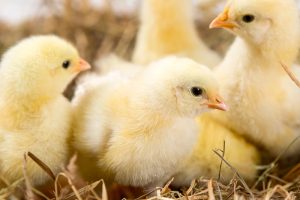 baby-chicks